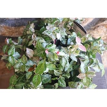 No1―No2 大型株ハツユキカヅラ観葉植物 緑とピンクの葉 約55cm〜大迫力 No1―No2 大型株ハツユキカヅラ観葉植物 緑とピンクの葉 約55cm